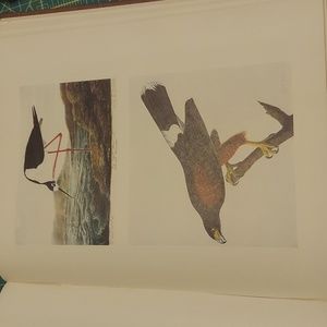 Audubon American Louisiana Hawk Print Plate 79,  Long Legged Plover plate 78